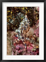 Framed Blue-ring octopus and coral, Raja Ampat, Papua, Indonesia