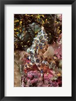 Framed Blue-ring octopus and coral, Raja Ampat, Papua, Indonesia