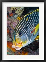 Framed Cleaner fish with sweetlip fish, Raja Ampat, Papua, Indonesia