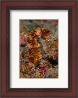 Framed Close-up of adult spiny seahorse