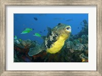 Framed Close-up of puffer fish