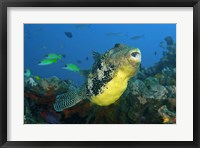 Framed Close-up of puffer fish