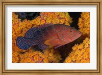 Framed Coral trout fish and coral, Raja Ampat, Papua, Indonesia