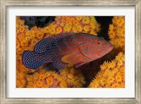 Framed Coral trout fish and coral, Raja Ampat, Papua, Indonesia