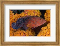 Framed Coral trout fish and coral, Raja Ampat, Papua, Indonesia