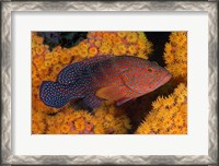 Framed Coral trout fish and coral, Raja Ampat, Papua, Indonesia