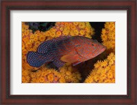 Framed Coral trout fish and coral, Raja Ampat, Papua, Indonesia