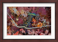 Framed Lobster and coral, Raja Ampat, Papua, Indonesia