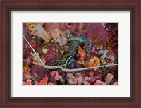 Framed Lobster and coral, Raja Ampat, Papua, Indonesia