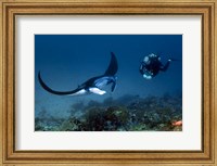 Framed Manta ray swims past scuba diver, Komodo NP, Indonesia