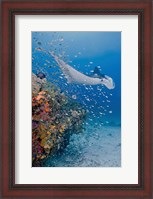 Framed Manta ray, fish and coral, Raja Ampat, Papua, Indonesia