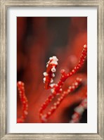 Framed Seahorse turns color of coral, Raja Ampat, Papua, Indonesia