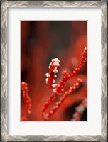 Framed Seahorse turns color of coral, Raja Ampat, Papua, Indonesia