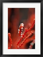 Framed Seahorse turns color of coral, Raja Ampat, Papua, Indonesia