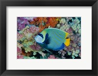 Framed Underwater scene of angelfish and coral, Raja Ampat, Papua, Indonesia