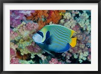 Framed Underwater scene of angelfish and coral, Raja Ampat, Papua, Indonesia