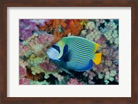 Framed Underwater scene of angelfish and coral, Raja Ampat, Papua, Indonesia