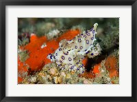 Framed Close-up of deadly blue-ringed octopus