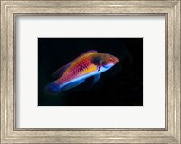 Framed Bay Close-up of colorful wrasse fish