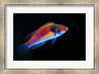 Framed Bay Close-up of colorful wrasse fish