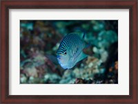 Framed Bay Close-up of angelfish