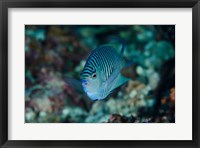 Framed Bay Close-up of angelfish