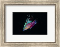Framed Close-up of colorful wrasse fish