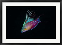 Framed Close-up of colorful wrasse fish