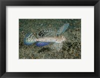 Framed Close-up of dragonet fish