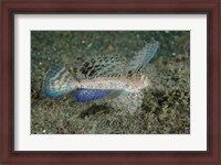 Framed Close-up of dragonet fish