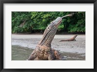 Framed Komodo dragon in water, Komodo National Park, Rinca Island, Indonesia