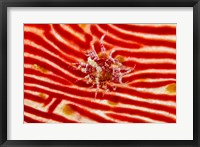 Framed Bay Anemone on sea cucumber