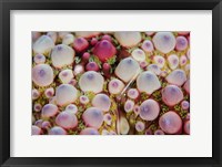 Framed Shrimp swimming over sea star