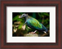 Framed Nicobar Pigeon bird, Indonesia