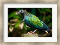 Framed Nicobar Pigeon bird, Indonesia