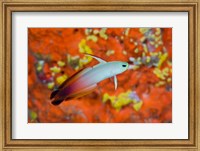 Framed fire goby swims past coral