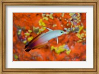 Framed fire goby swims past coral