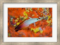 Framed fire goby swims past coral