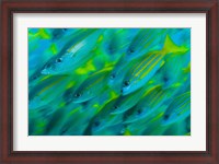 Framed Abstract close-up of snapper fish, Raja Ampat, Papua, Indonesia