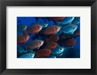 Framed Bigeye fish