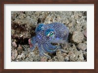 Framed Bobtail squid marine life