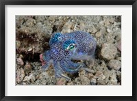 Framed Bobtail squid marine life