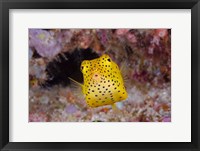 Framed Box fish swims amid coral