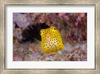 Framed Box fish swims amid coral