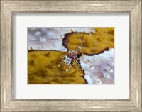 Framed Bumble-bee shrimp marine life