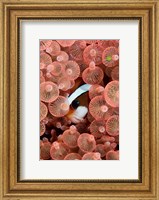 Framed Clark's anemonefish
