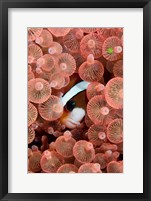 Framed Clark's anemonefish