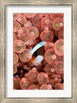 Framed Clark's anemonefish