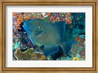 Framed Cleaner wrasse fish, reef