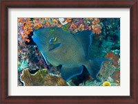 Framed Cleaner wrasse fish, reef